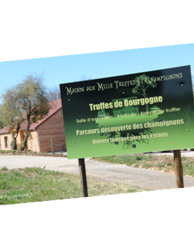 Maison aux 1000 Truffes et Champign