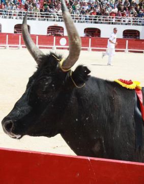COURSE CAMARGUAISE DE LIGUE - PAL